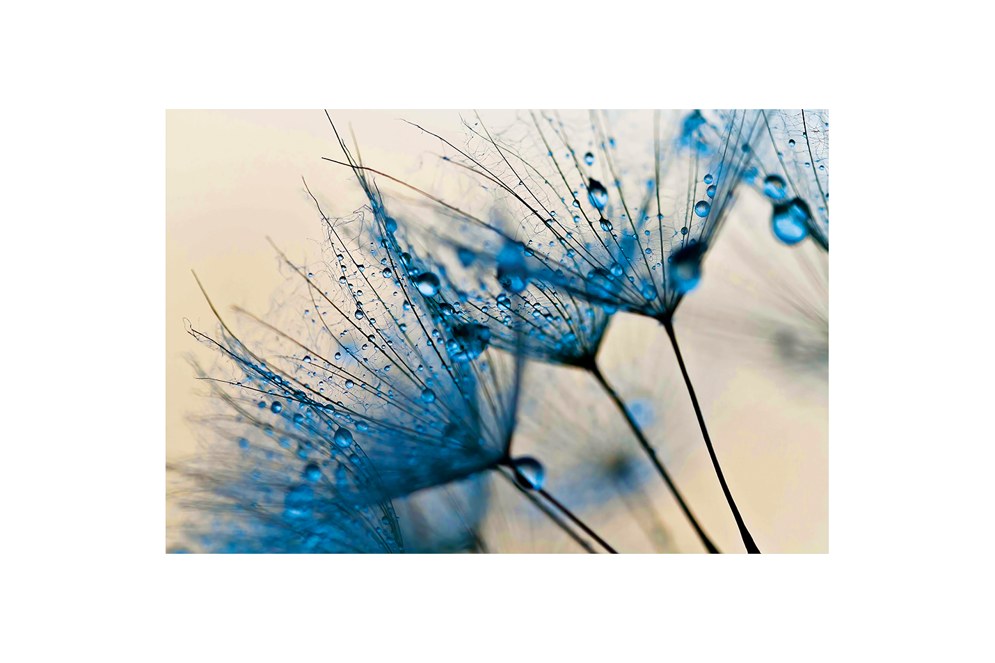 flower motif, blue water drops, art, kanvas tablo